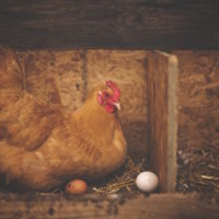 卵を温めたらひよこは孵る？有精卵と無精卵の違い