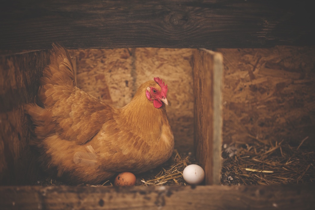 卵を温めたらひよこは孵る 有精卵と無精卵の違い